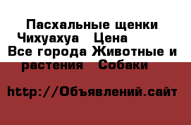 Пасхальные щенки Чихуахуа › Цена ­ 400 - Все города Животные и растения » Собаки   